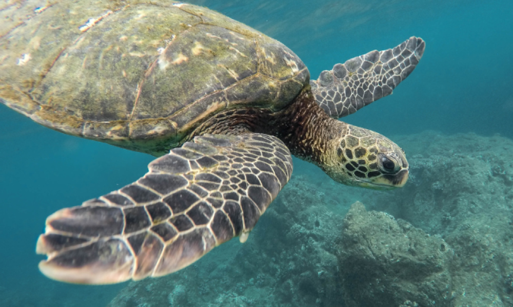 Scubadiving and snorkeling in Gili Air