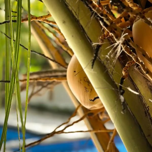Coconut trees by swimmingpool in Gili Air